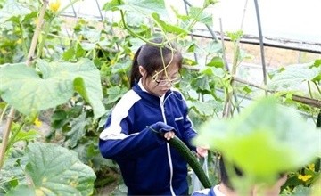 寧波至誠學(xué)校孩子變身“小農(nóng)夫”，勞動大課堂走進田間地頭!圖片