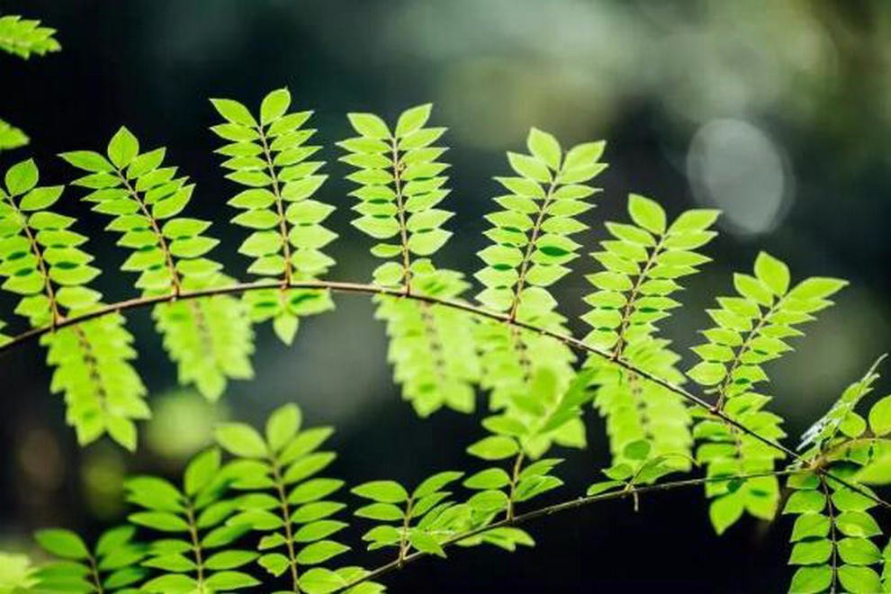 天津美達(dá)菲學(xué)校植物采集及標(biāo)本制作活動(dòng)圖集