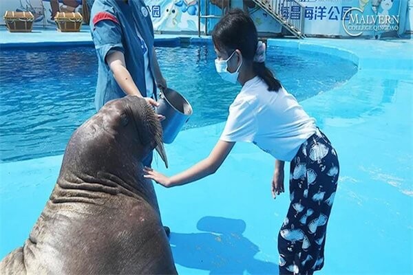 青島墨爾文中學(xué)海洋館圖集