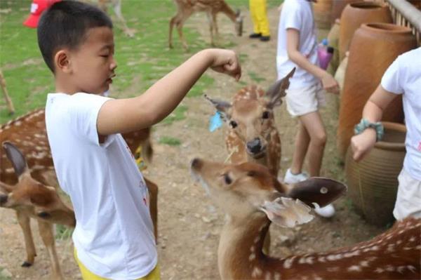 肇慶加美學(xué)校小學(xué)部2021“英科實(shí)踐”夏令營圖片4